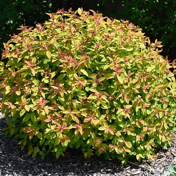 Spirea Candycorn- 3C