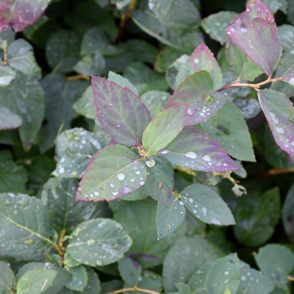 Spirea Blue Kazoo- 3C