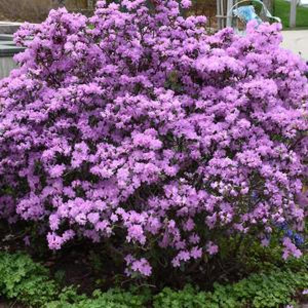 Rhododendron PJM- 3C