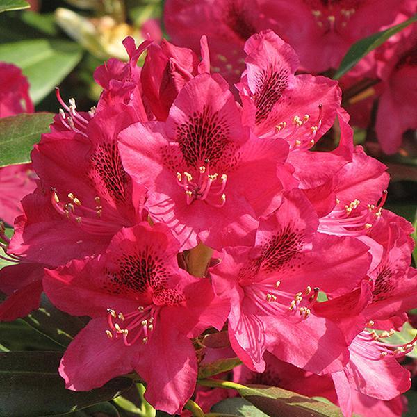 Rhododendron Nova Zembla- 3C