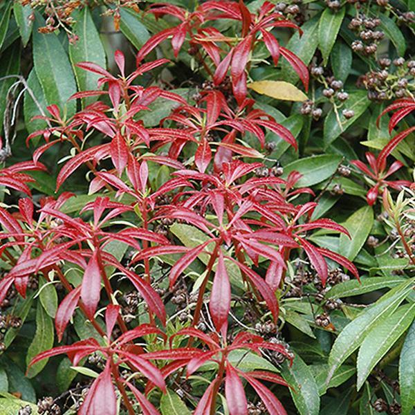 Pieris Valley Valentine- 3C