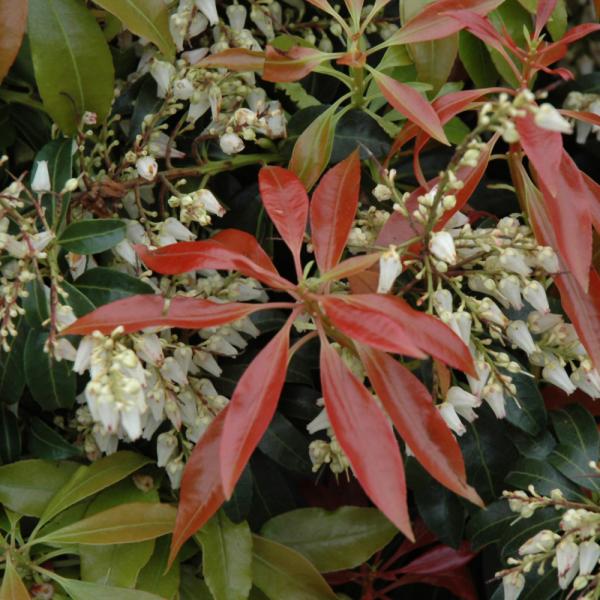 Pieris Scarlet Ohara- 3C