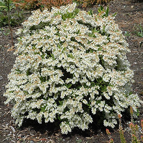 Pieris Prelude- 3C