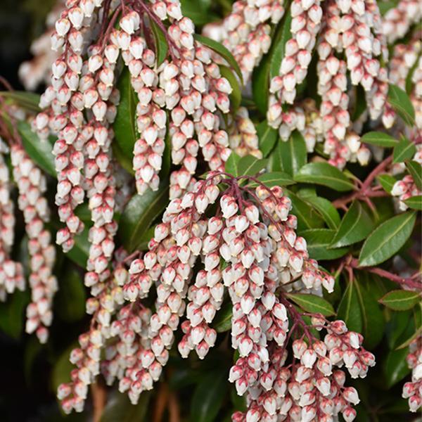 Pieris Dorothy Wycoff- 3C
