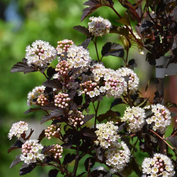 Ninebark Summer Wine Black- 3C