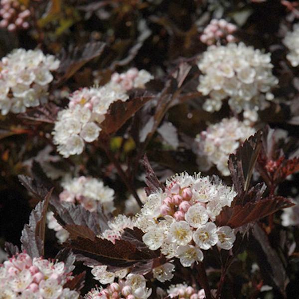 Ninebark Tiny Wine- 3C