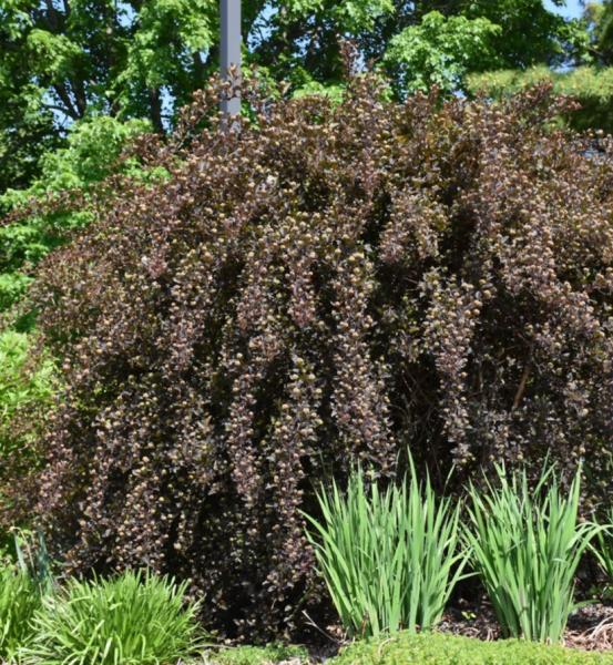 Ninebark Summer Wine- 3C