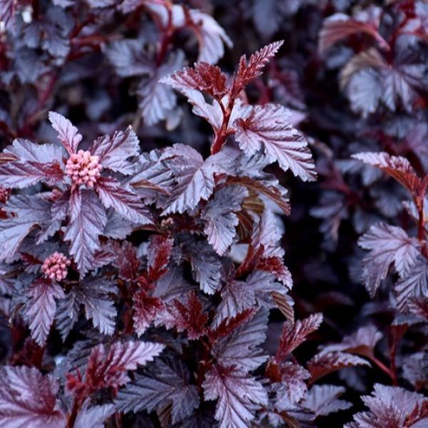 Ninebark Panther- 3C