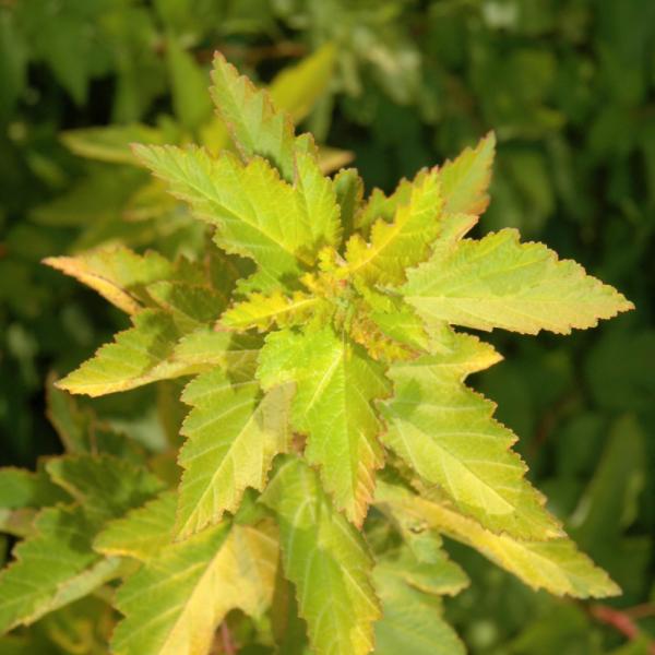 Ninebark Lemon Candy- 3C