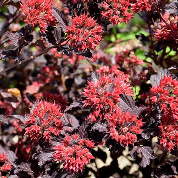 Ninebark Centerglow- 3C