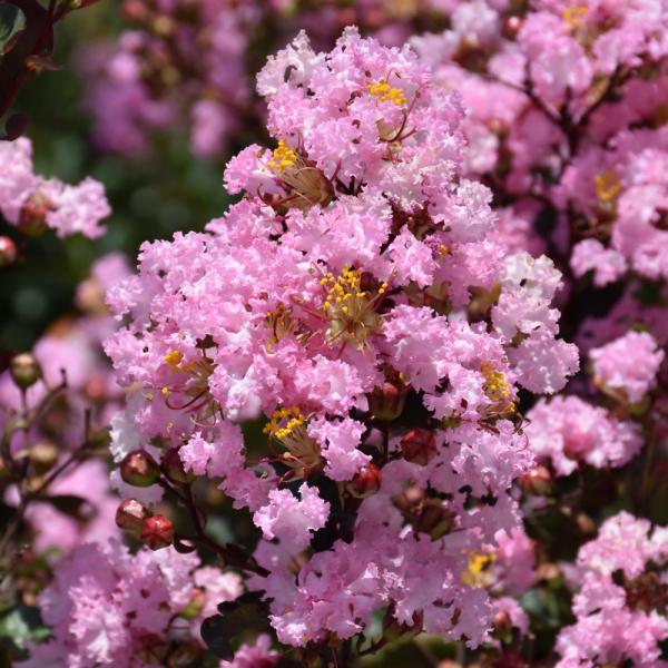 Crape Myrtle Rhapsody In Pink- 3C