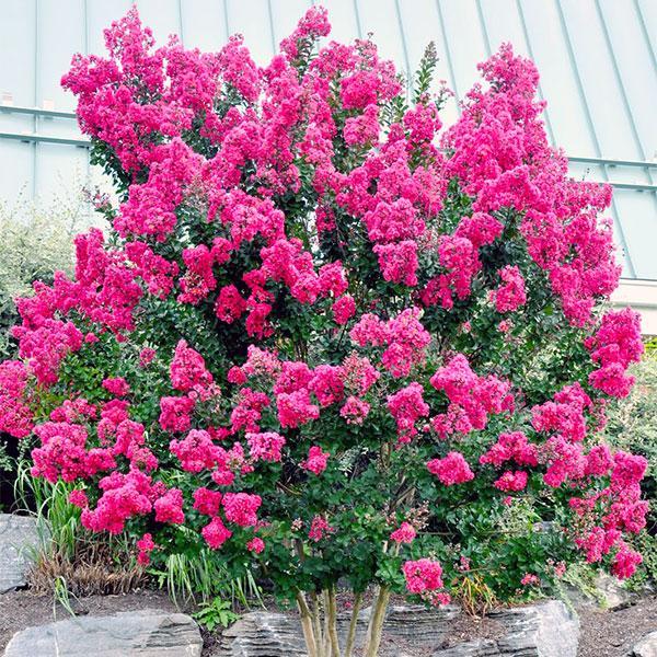 Crape Myrtle Pink Velour- 3C