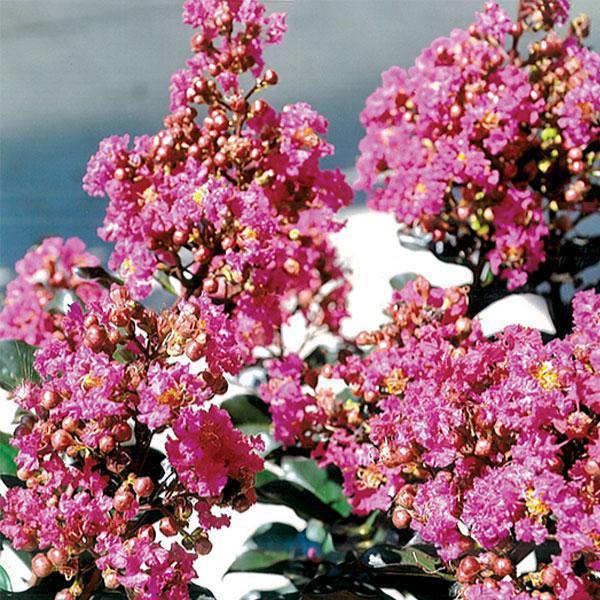 Crape Myrtle Magic Purple- 3C