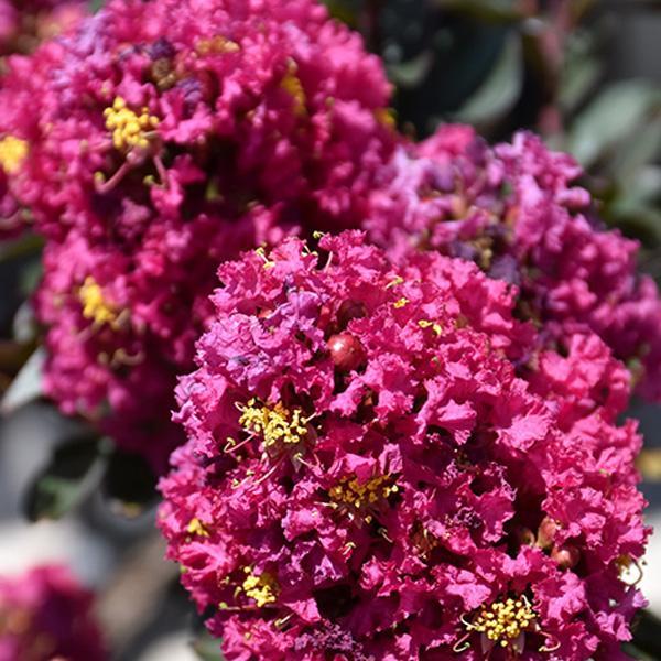 Crape Myrtle Magic Plum- 3C