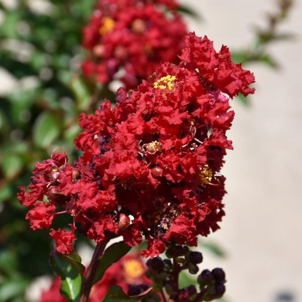 Crape Myrtle Enduring Summer Red- 3C