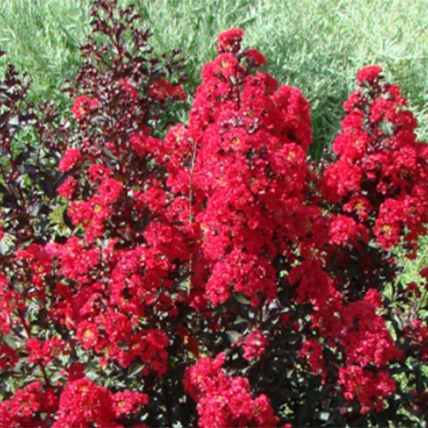 Crape Myrtle Dynamite- 3C