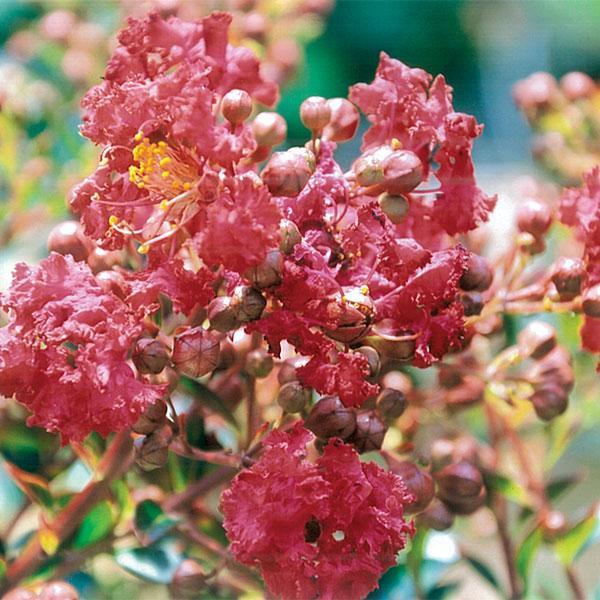 Crape Myrtle Dwarf Cherry Dazzle- 3C