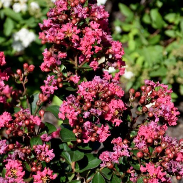 Crape Myrtle Dwarf Bellini Strawberry- 3C