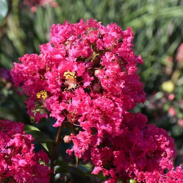 Crape Myrtle Dwarf Princess Kylie- 3C