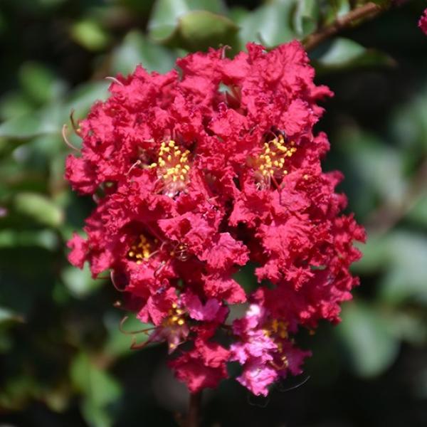 Crape Myrtle Dwarf Princess Holly- 3C