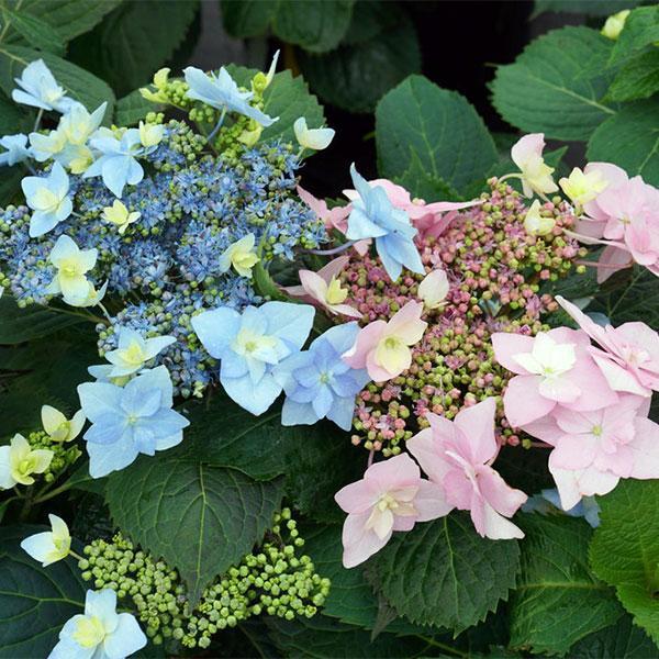 Hydrangea Serrata Tuff Stuff- 3C