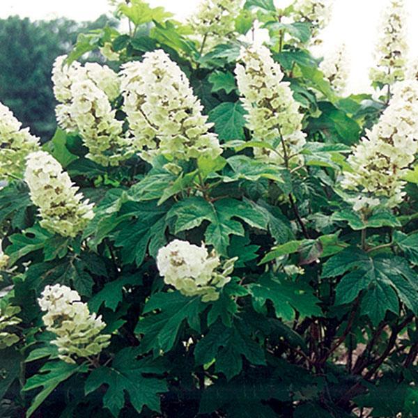 Hydrangea Quercifolia Snow Queen- 3C