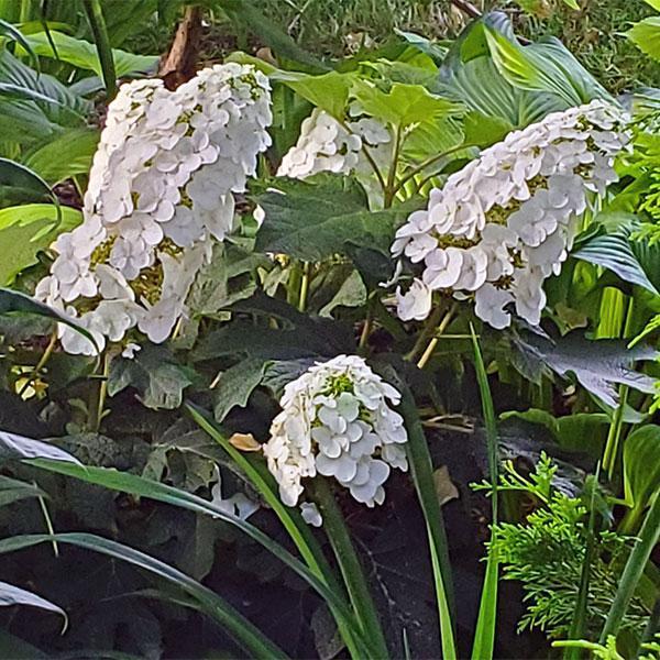 Hydrangea Quercifolia Ruby Slippers- 3C