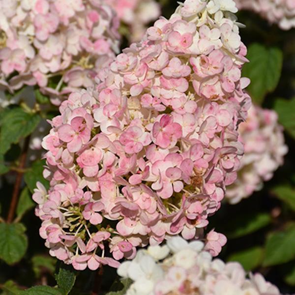 Hydrangea Paniculata Strawberry Sundae- 3C