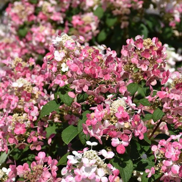 Hydrangea Paniculata Little Quick Fire- 3C