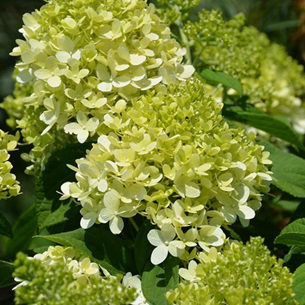 Hydrangea Paniculata Little Lime- 3C