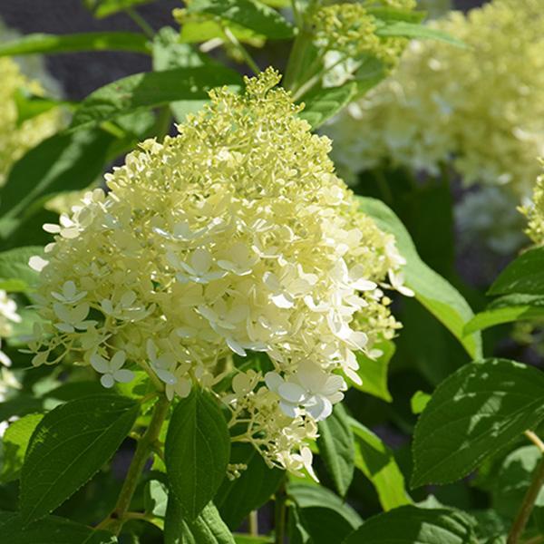 Hydrangea Paniculata Limelight Prime- 3C