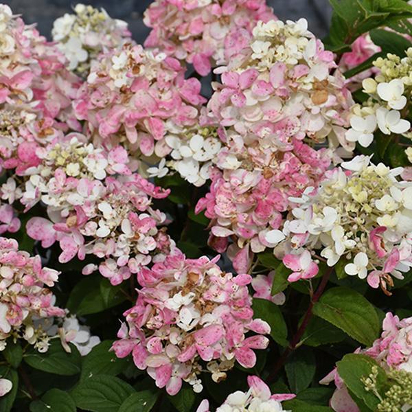 Hydrangea Paniculata Fire Light Tidbit- 3C