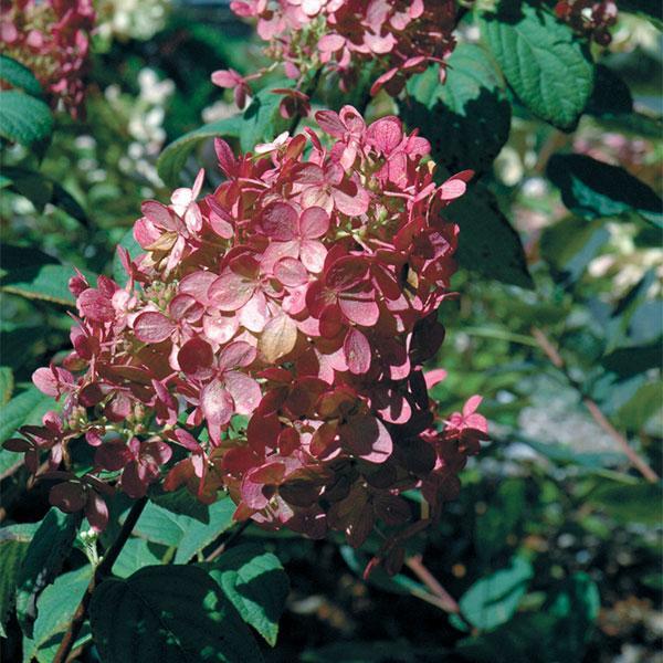 Hydrangea Paniculata Fire Light- 3C