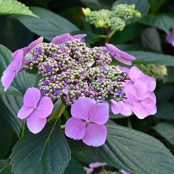 Hydrangea Macrophylla Zorro- 3C