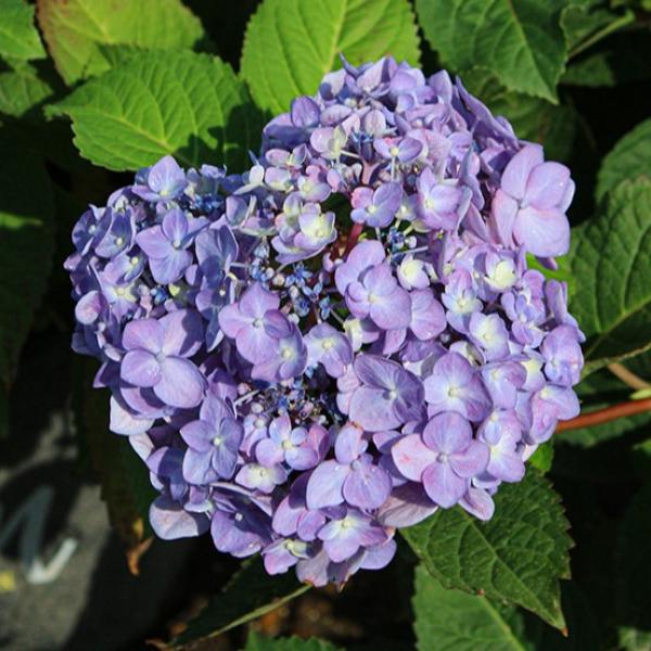 Hydrangea Macrophylla Rock N Roll- 3C