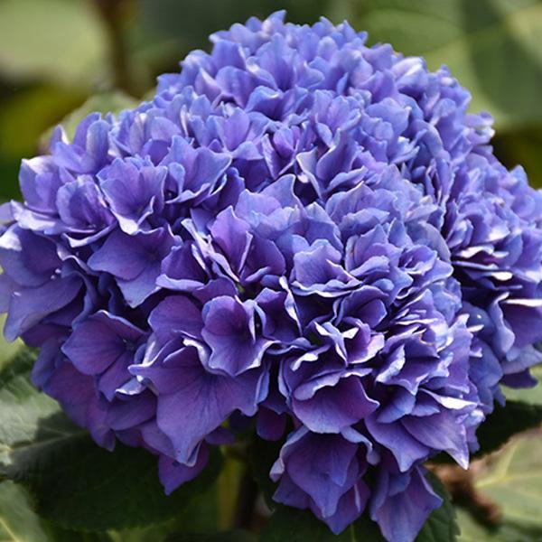 Hydrangea Macrophylla Let's Dance Rhythmic Blue- 3C