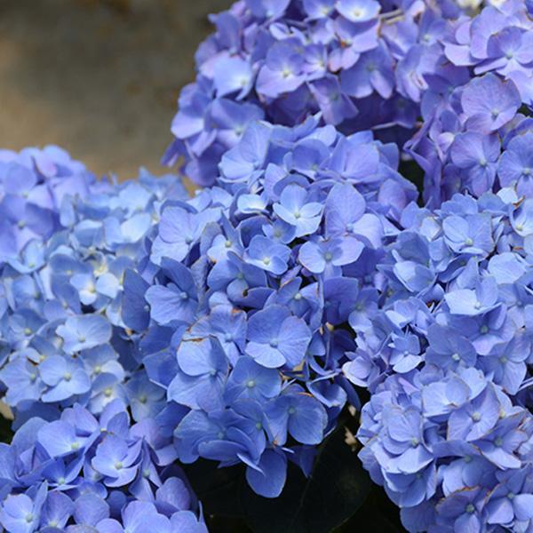 Hydrangea Macrophylla Let's Dance Blue Jazz- 3C