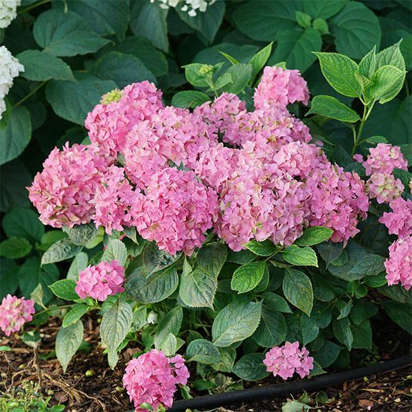 Hydrangea Macrophylla Let's Dance Arriba- 3C