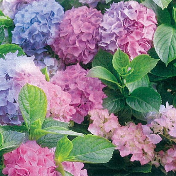 Hydrangea Macrophylla LA Dreamin- 3C