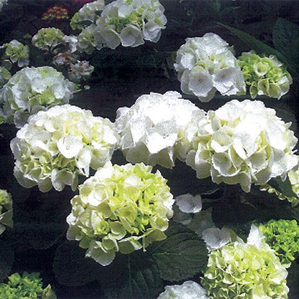 Hydrangea Macrophylla Forever Whiteout- 3C