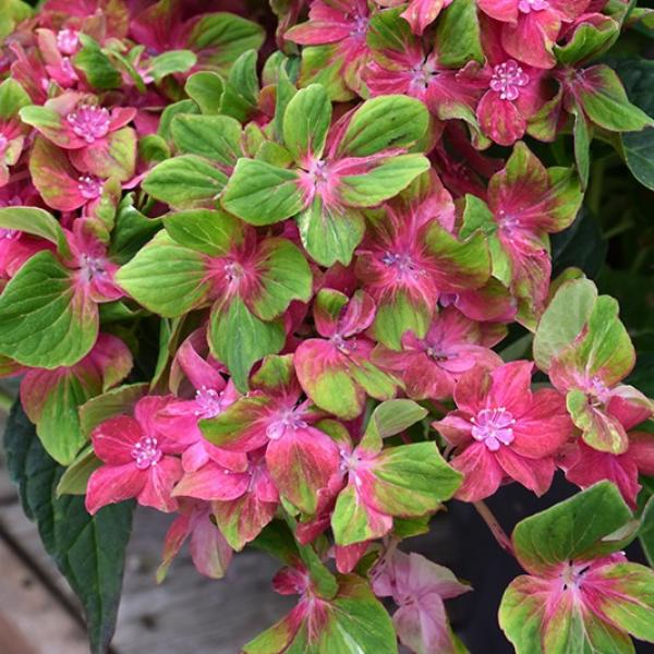 Hydrangea Macrophylla Forever Pistachio- 3C