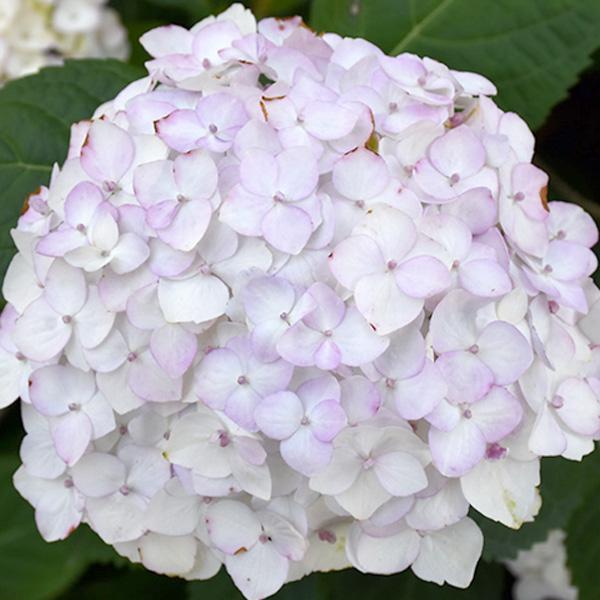 Hydrangea Macrophylla Blushing Bride- 3C