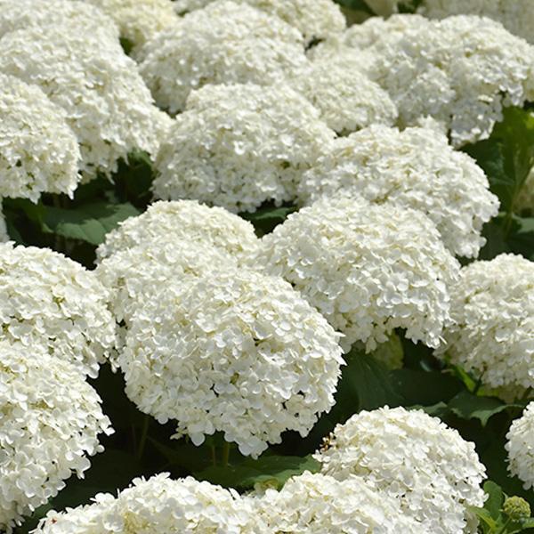 Hydrangea Arborescens Incrediball- 3C