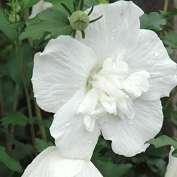 Hibiscus Syriacus White Chiffon- 3C