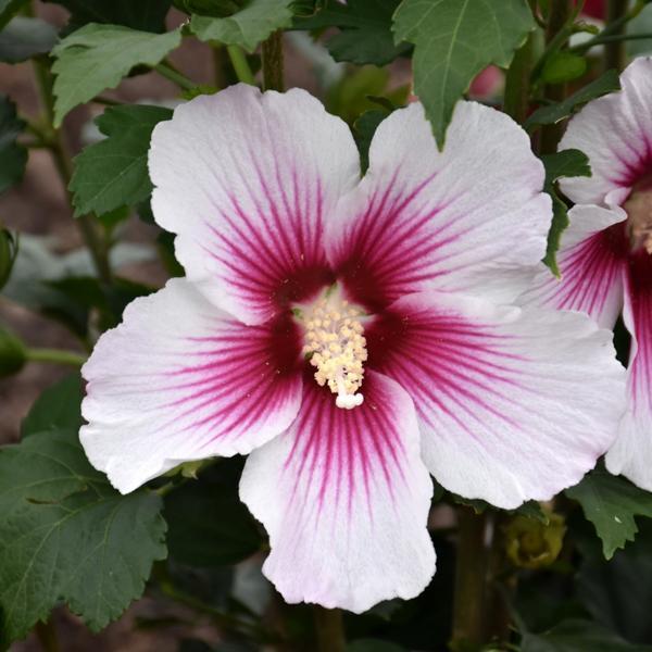 Hibiscus Syriacus Paraplu Pink Ink- 3C