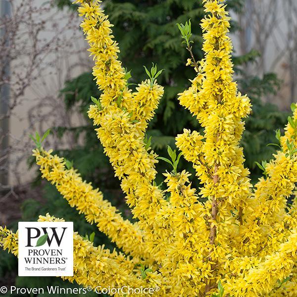 Forsythia Show Off- 3C