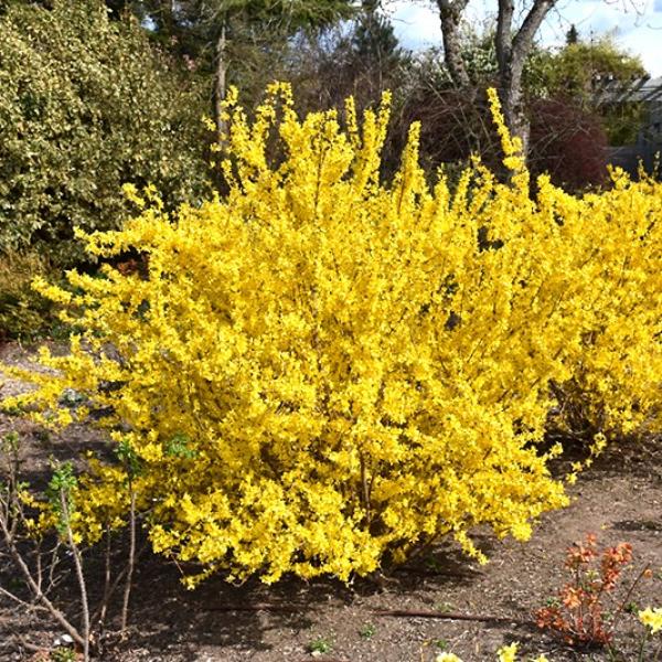 Forsythia Magical Gold- 3C