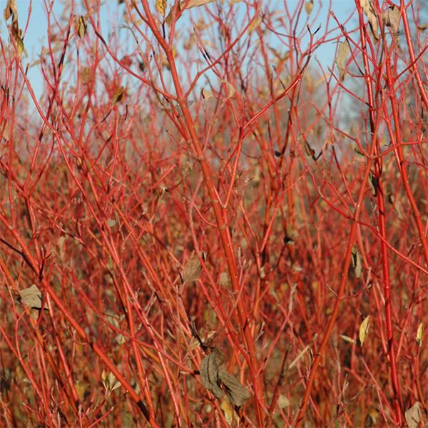 Dogwood Red Twig Cardinal- 3C
