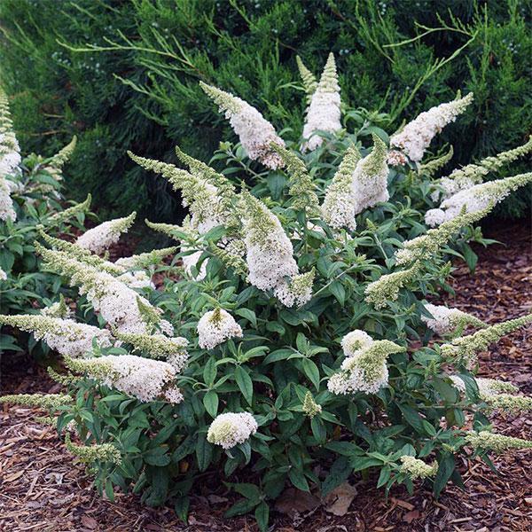 Butterfly Bush Pugster White- 3C