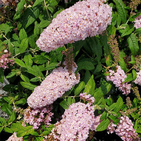 Butterfly Bush Pugster Pinker- 3C